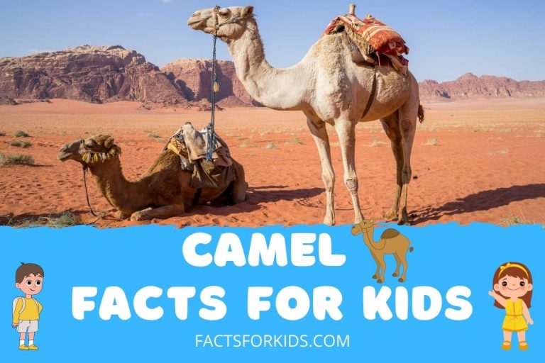 16 Camel Facts For Kids You Probably Didn’t Know – Facts For Kids