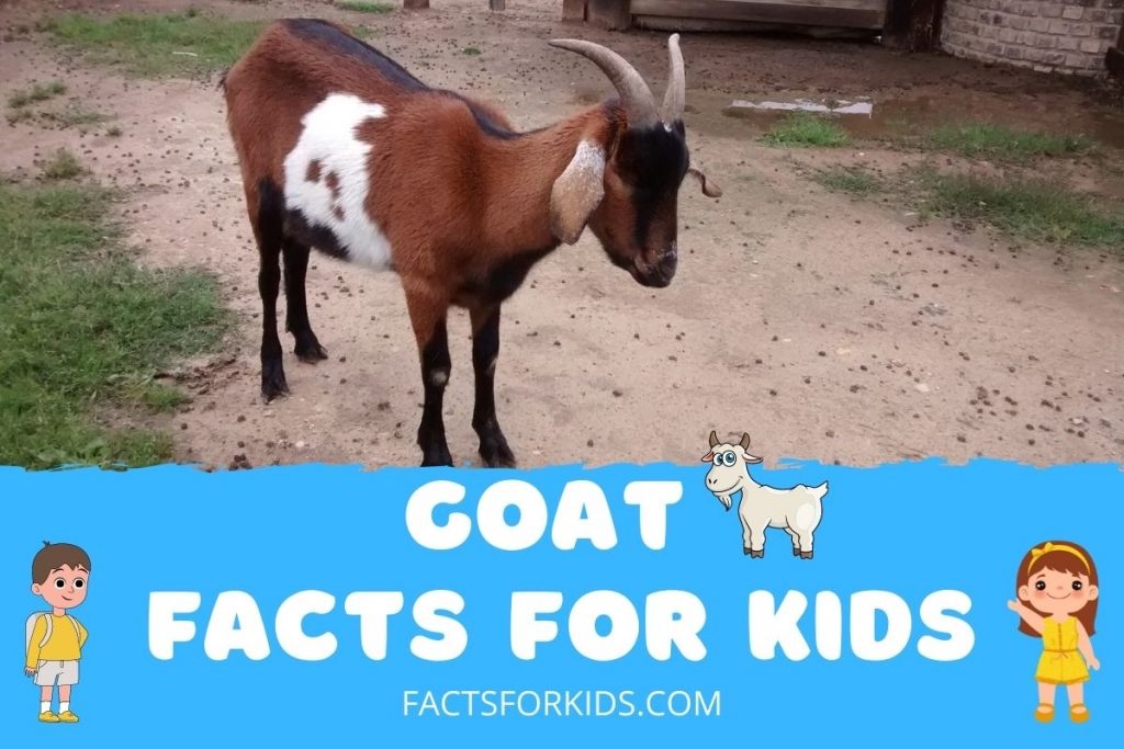 22 Goat Facts For Kids That Will Baffle You Facts For Kids