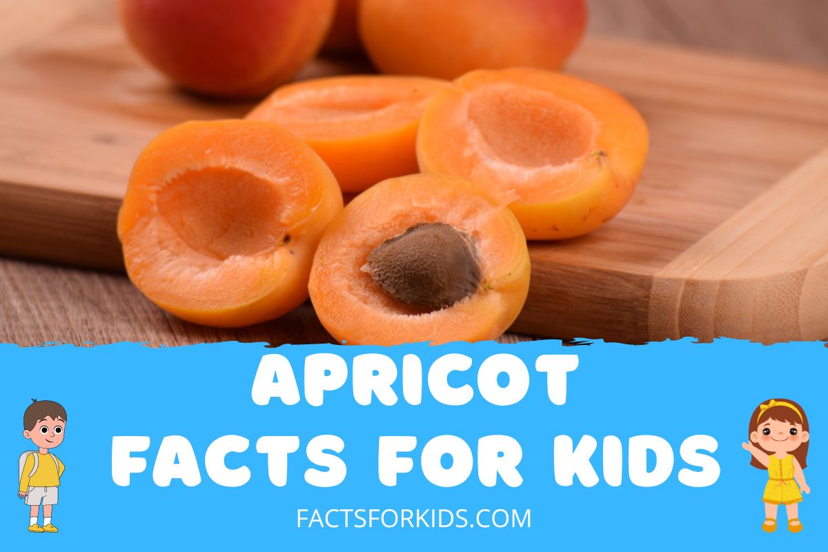 Apricot Facts for Kids