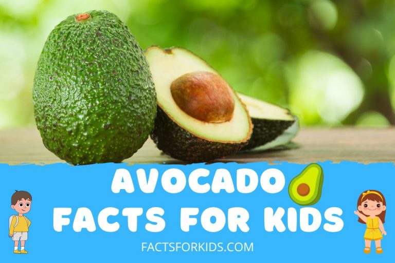 28 Avocado Facts For Kids That Will Blow Their Minds Facts For Kids