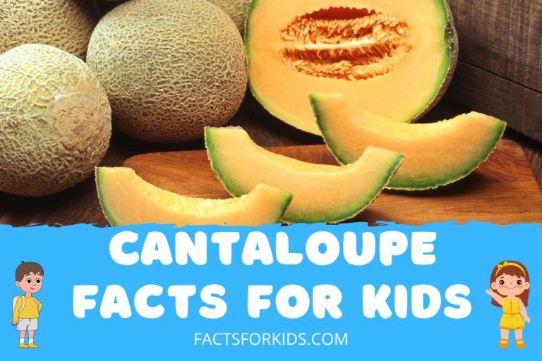 15 Cantaloupe Facts For Kids You Never Knew Facts For Kids