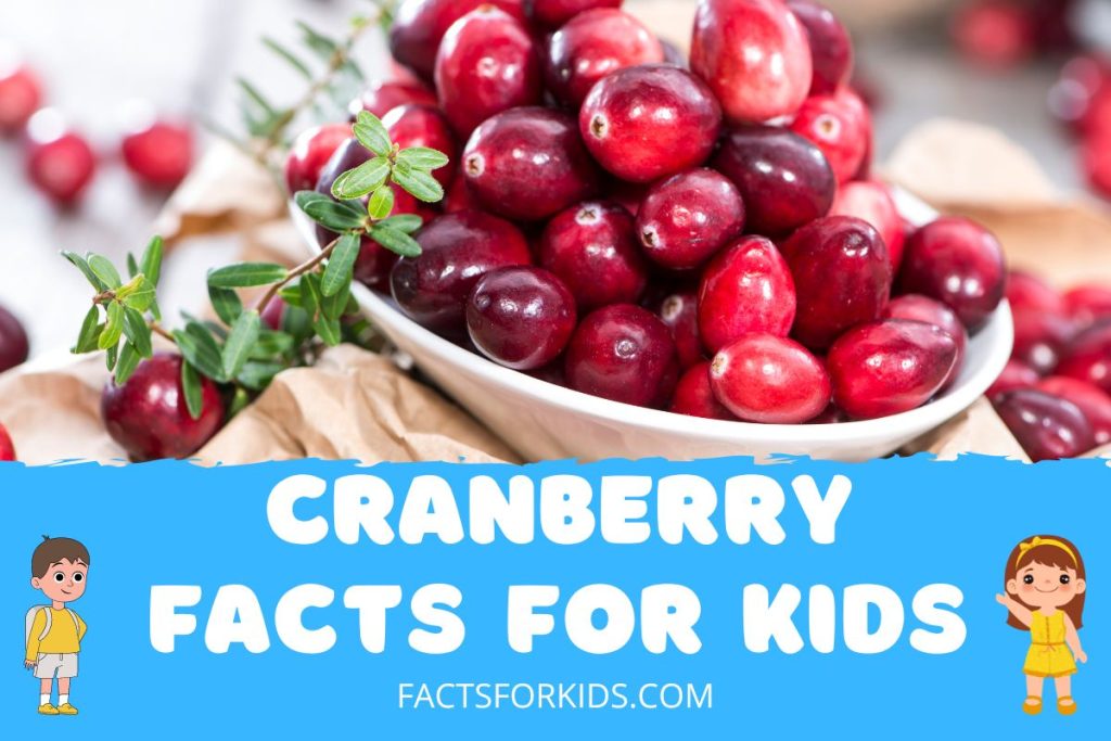 25 Cranberry Facts For Kids You Never Knew Before Facts For Kids