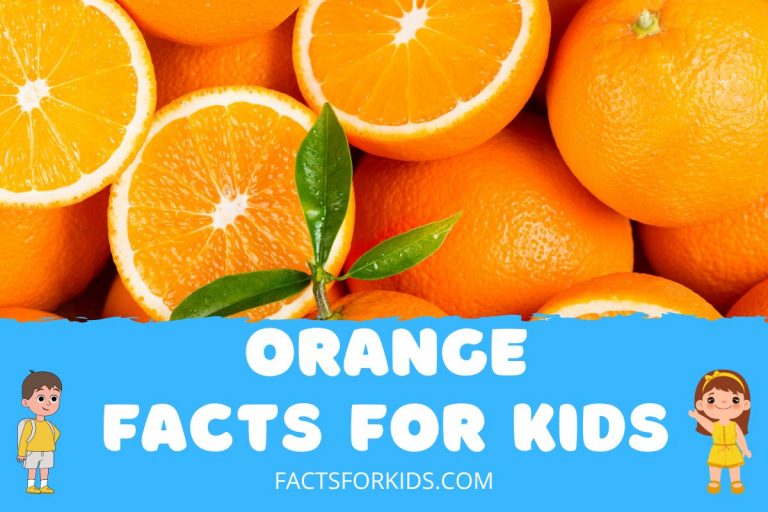 30 Orange Facts For Kids To Blow Their Socks Off Facts For Kids