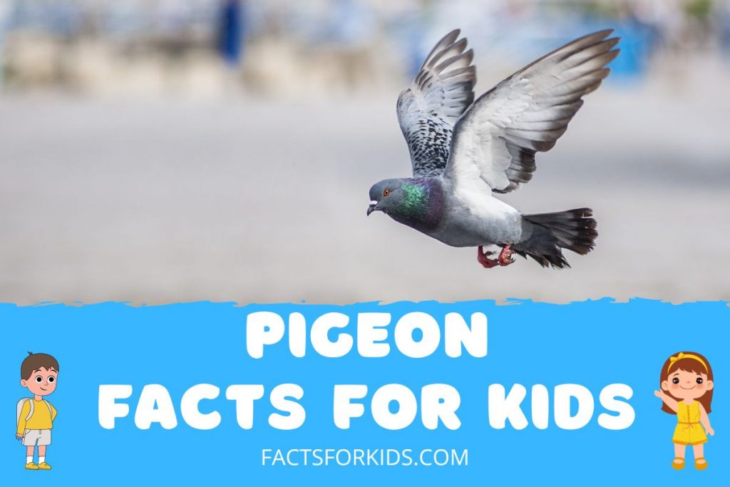 21 Pigeon Facts For Kids To Share With Their Friends Facts For Kids
