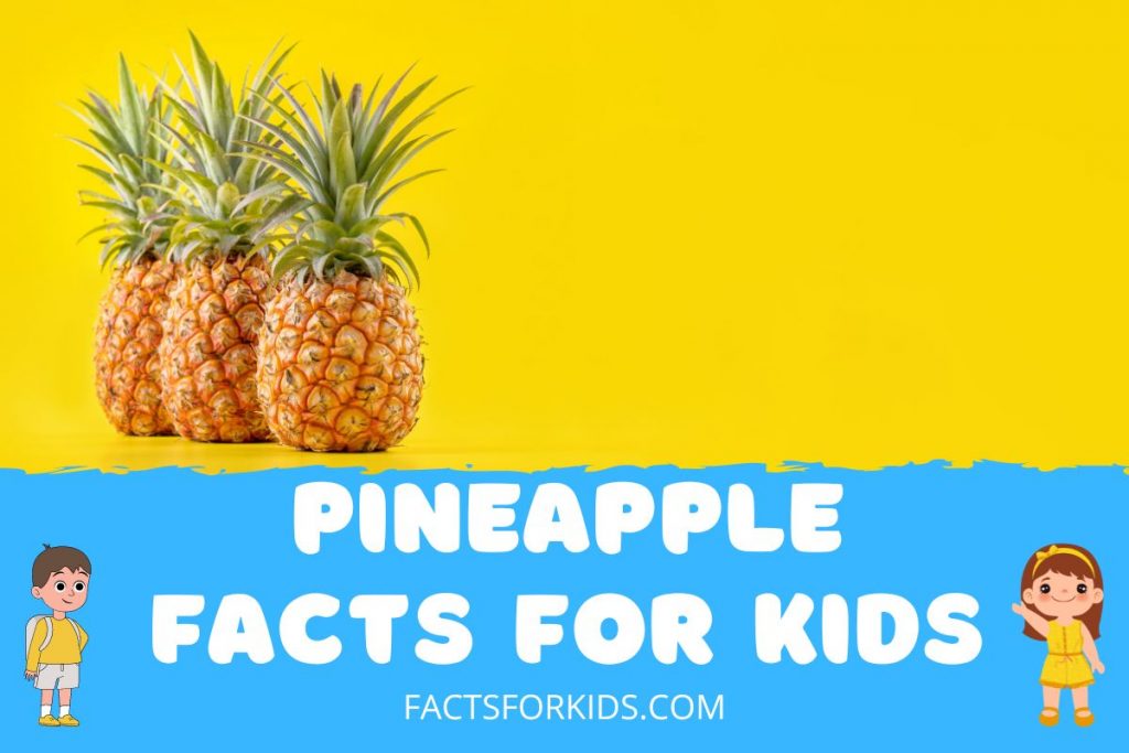 24 Pineapple Facts For Kids That Will Surprise You Facts For Kids
