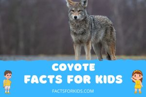 17 Coyote Facts for Kids to Learn and Howl About! – Facts For Kids