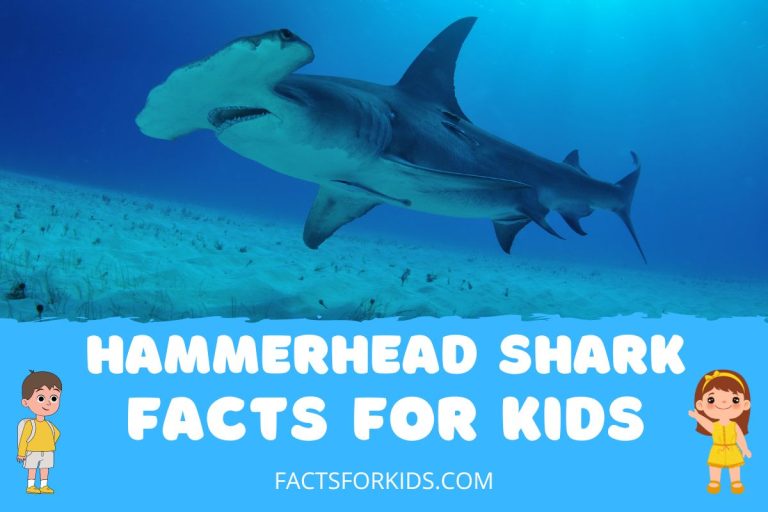 12 Hammerhead Shark Facts for Kids to Swim Through – Facts For Kids