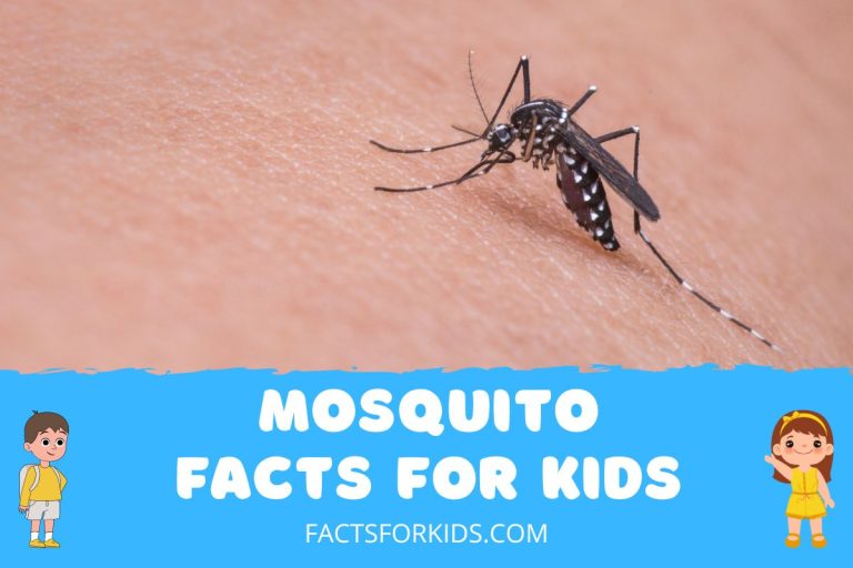 15 Mosquito Facts for Kids to Bite into Knowledge! Facts For Kids